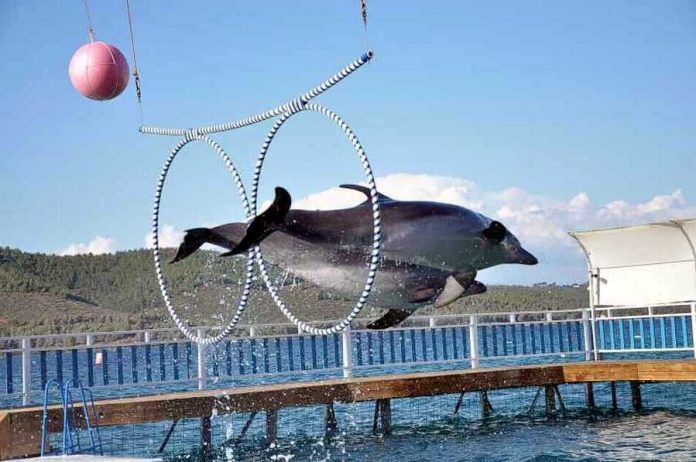 Bodrum Dolphin Show