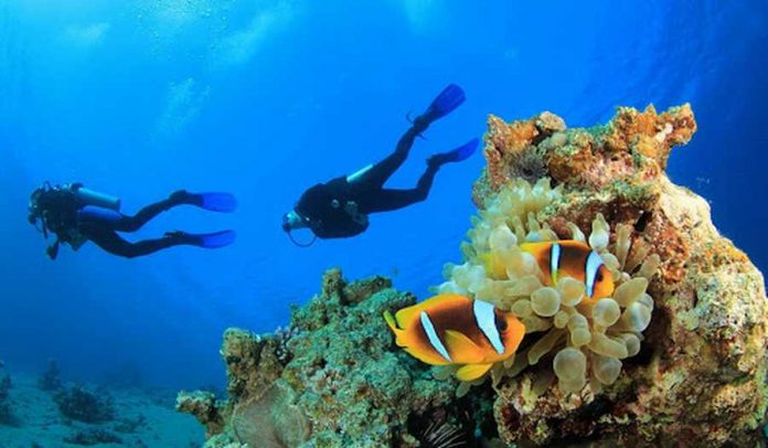 bodrum-dalis Bodrum Dalış Turları