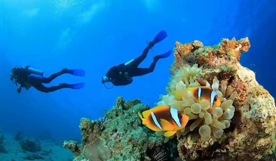 Bodrum Dalış Turları 🤿